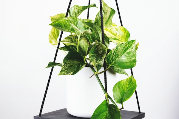 欧冠半决赛皇家马德里球员庆祝进球